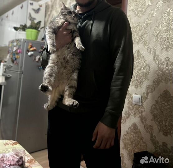 Случка кота