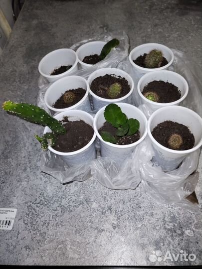 Кактусы и цветы