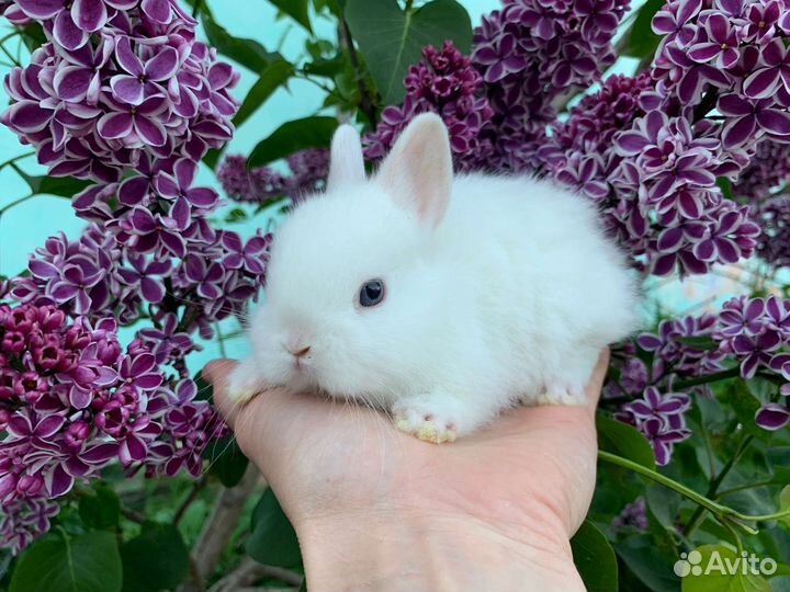Карликовые кролики питомник Весна