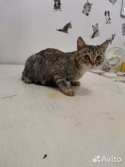 Кошечка в добрые руки