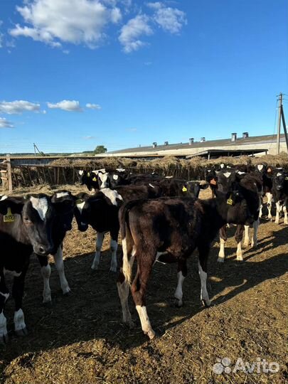 Телята бычки на откорм
