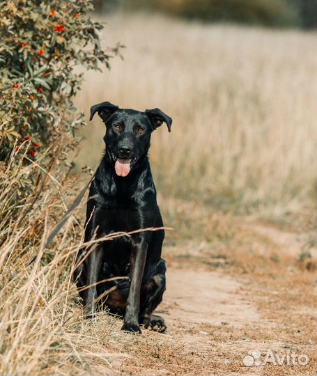 Черное золото. Дора
