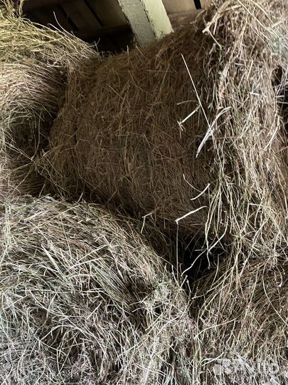 Продам сено в рулонах 2023