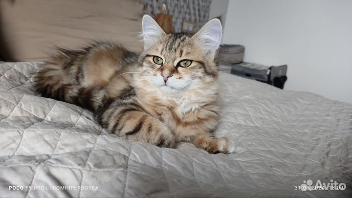 Сибирские котята