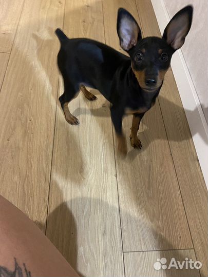 Цвергпинчер