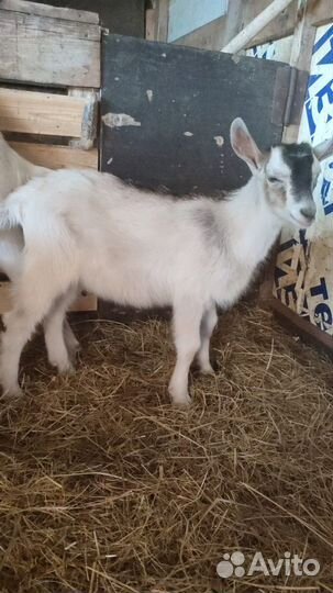 Козлята