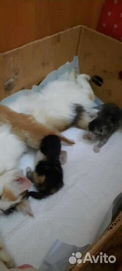 Котята в добрые руки