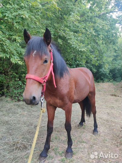 Лошадь жеребец