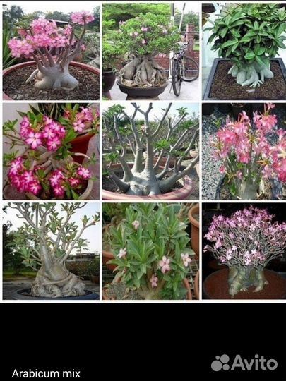 Семена Adenium obesum, arabicum, DHA, mini