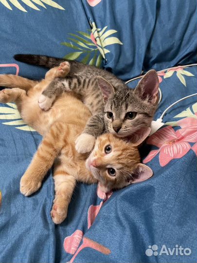 Отдадим котят в дар