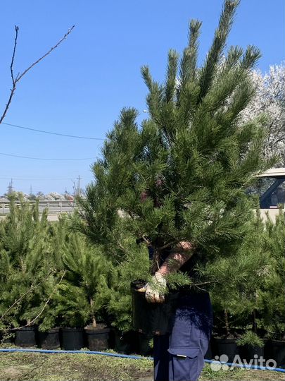 Саженцы сосны