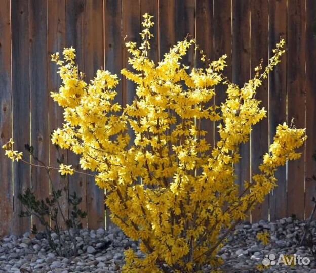 Форзиция декоративный кустарник