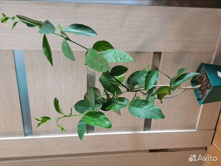 Цитрусовые растения