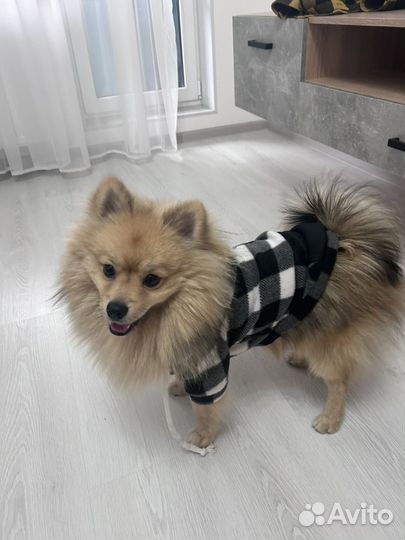 Немецкий шпиц вязка мальчик