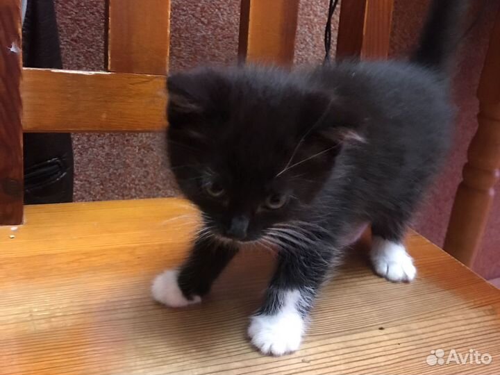 Котята в добрые руки 1.5 месяца
