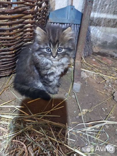 Котята в дар