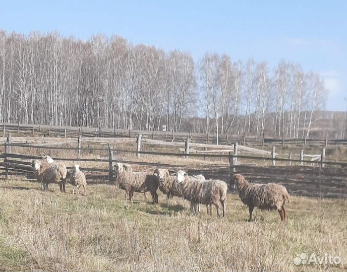 Овцы бараны