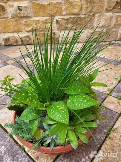 Растения для флорариума