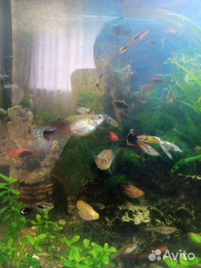 Гуппи, пецилии