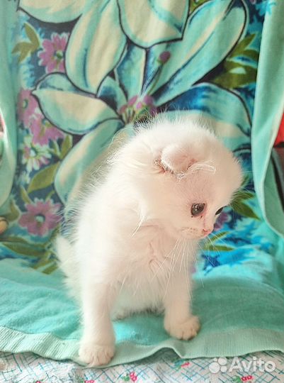 Шотландский вислоухий котик