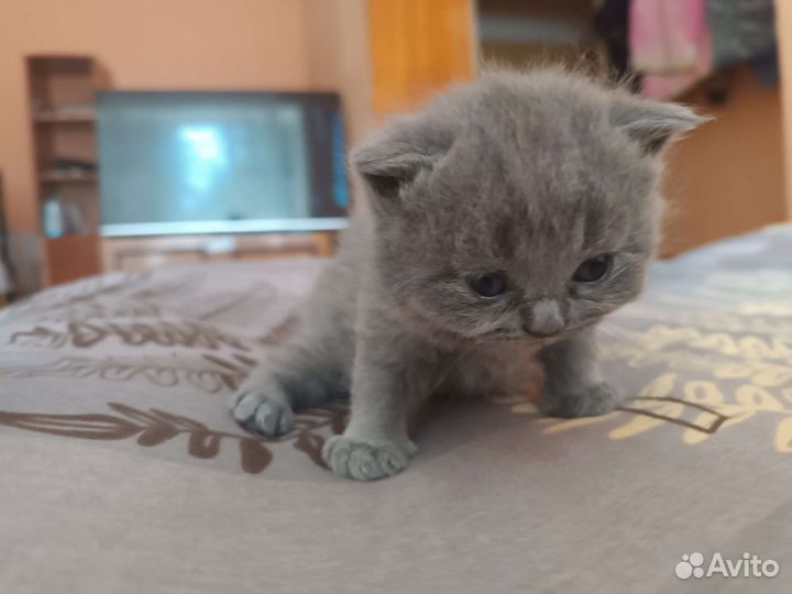 Британская кошка