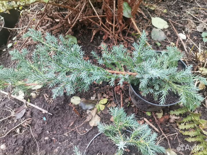 Хвойные растения