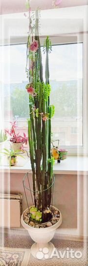 Кактус молочай трехгранный