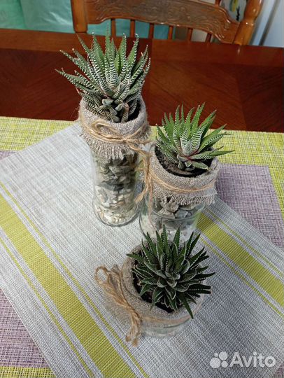 Фитокомпозиция с хавортией