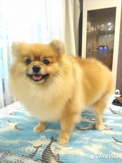 Стрижка (груминг) собак и кошек, Русановская ул