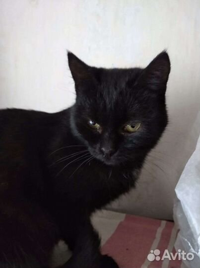 В добрые руки