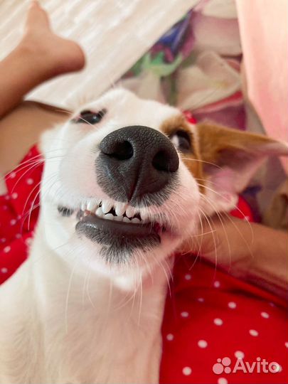 Маленькая собака Джек-рассел-терьер