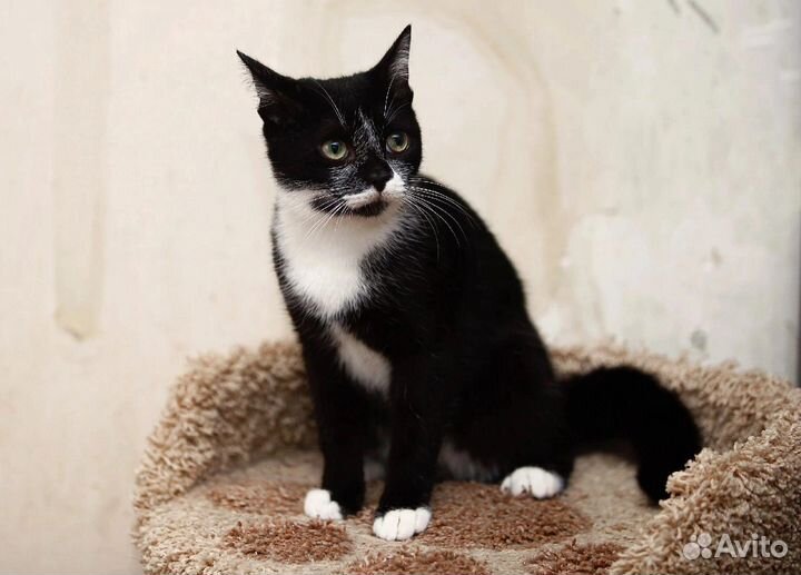 Озорной котенок-подросток Пашка