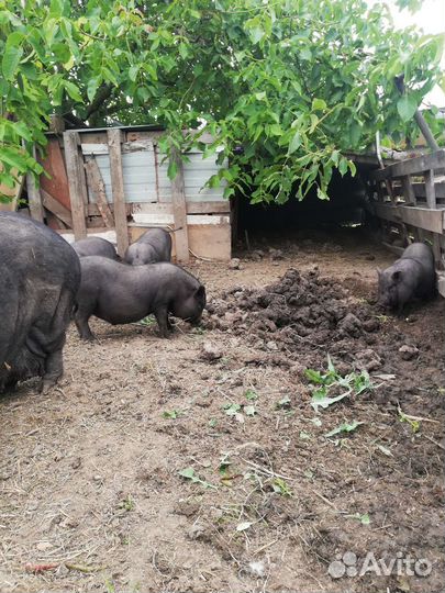 Вьетнамские вислобрюхие поросята