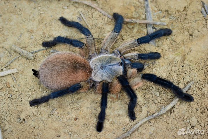 Пауки птицееды