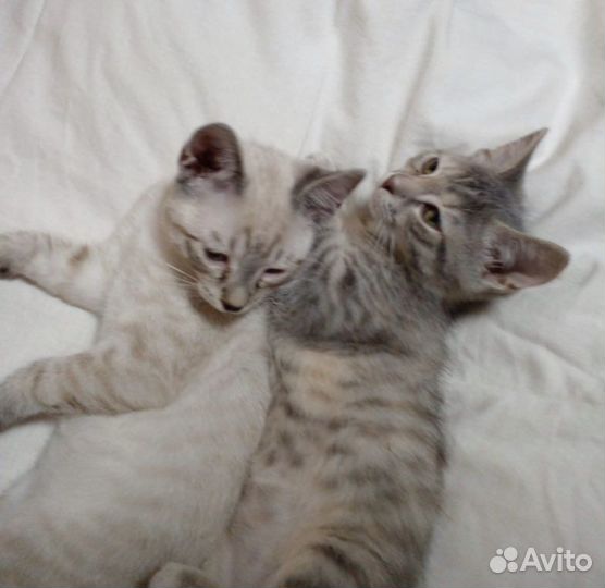 Котята