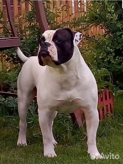 Вязка Американского бульдога