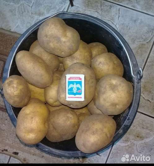 Картофель