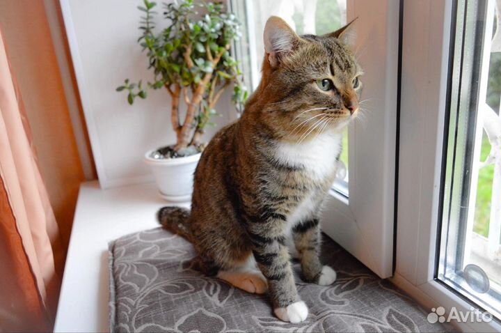 Котик в дар