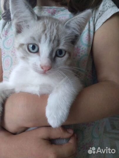 Котёнок с серо-голубыми глазами
