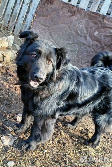 Сэмик в добрые руки