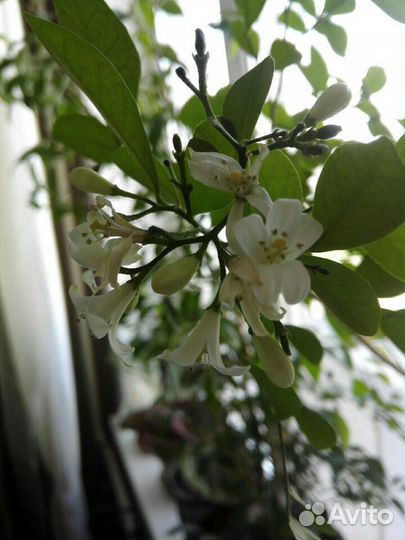 Мурайя, комнатное растение