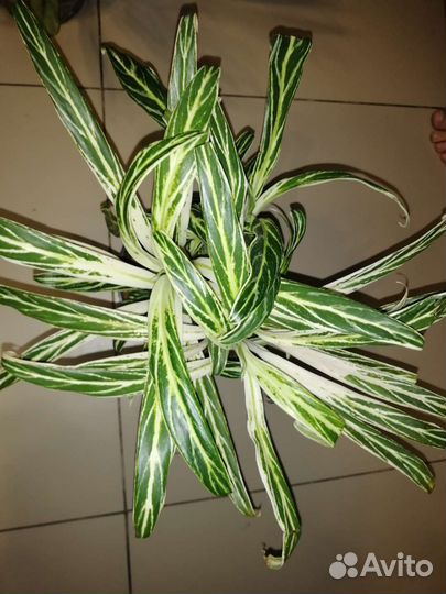 Аглаонема белое копье