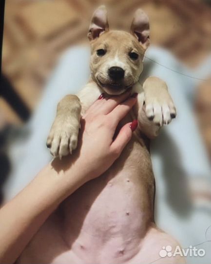 Щенки амстаффа