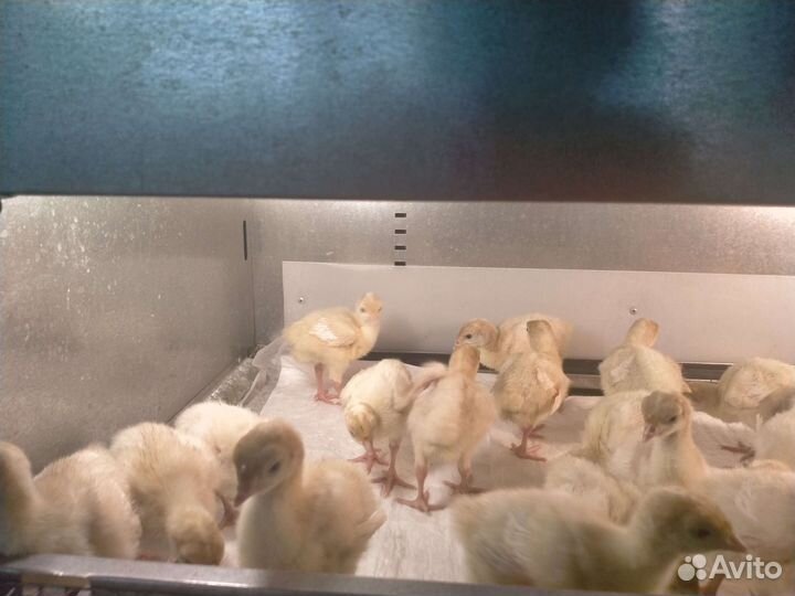 Индюшата биг 6