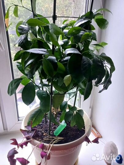 Цитрусовые растения