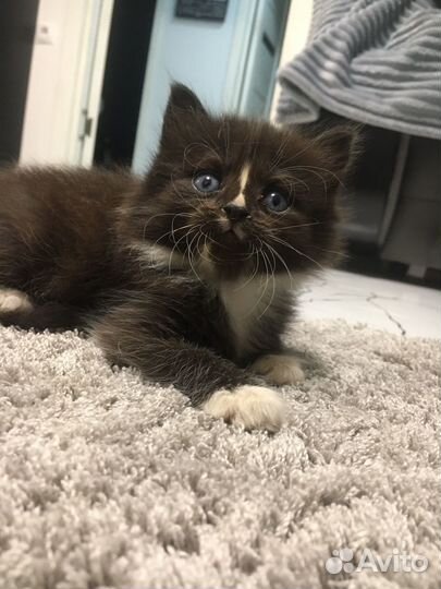 Кошка в дар