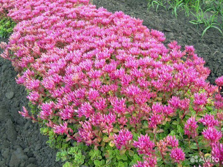 Почвопокровные растения