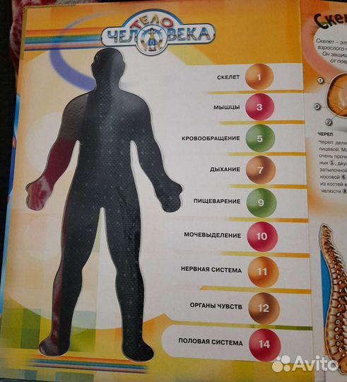 Тело человека книга