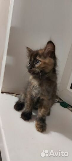 Отдам котят(девочек) в добрые руки