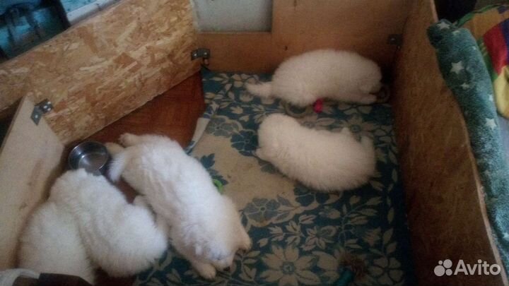 Щенки Самоеда